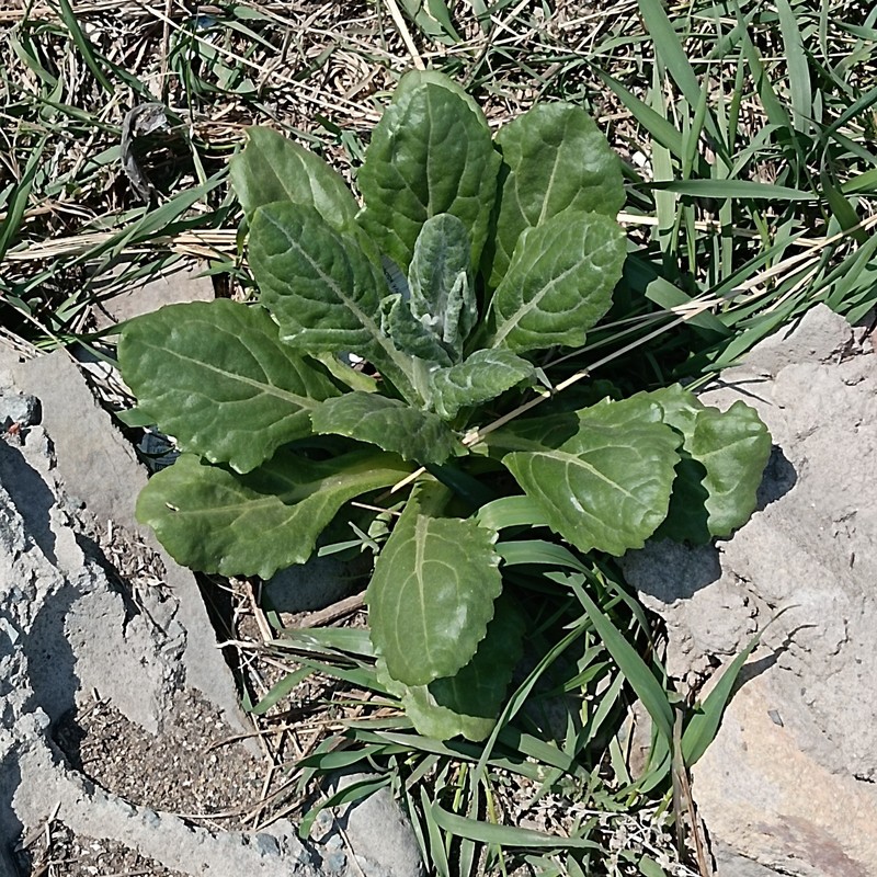 Seaside Ragwort