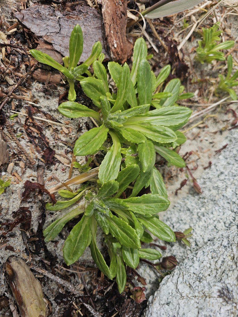 Seaside Ragwort photo 2