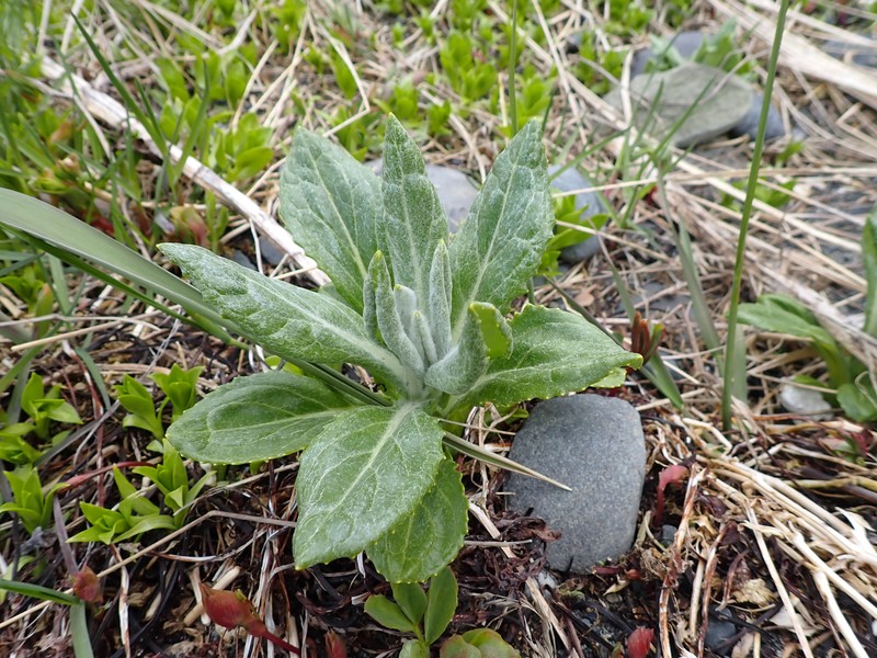 Seaside Ragwort photo 5