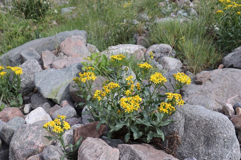 Jacobaea racemulifera