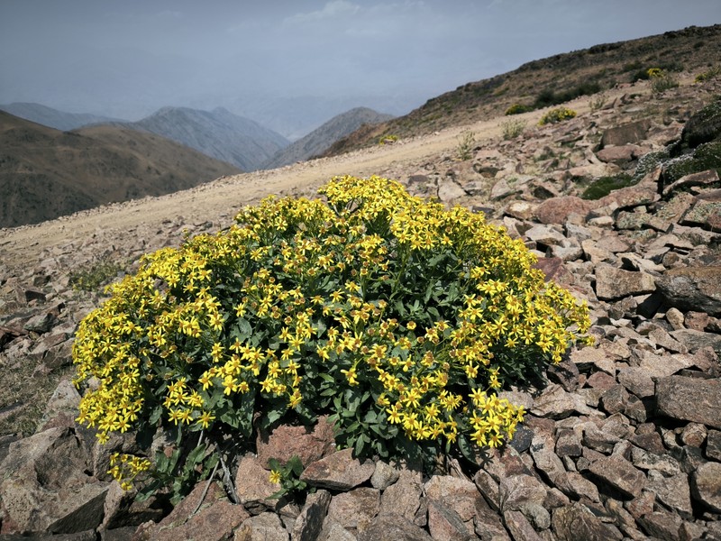 Jacobaea racemulifera photo 2