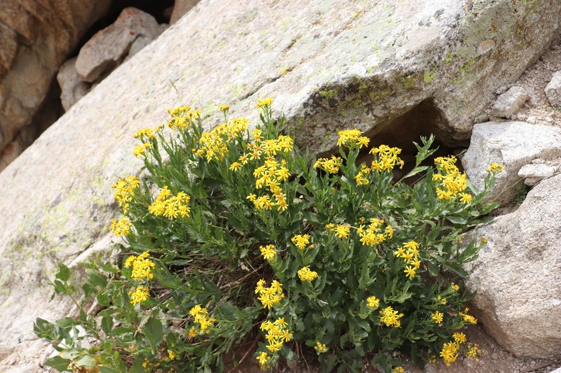 Jacobaea racemulifera photo 3