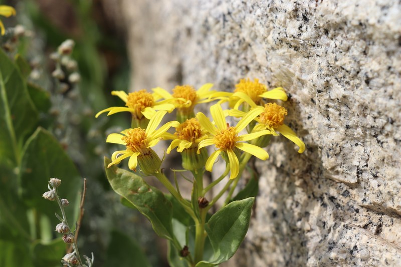 Jacobaea racemulifera photo 4