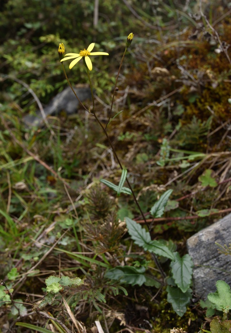 Jacobaea tarokoensis