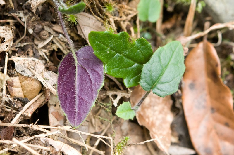 Jacobaea tarokoensis photo 2