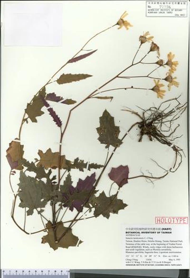 Jacobaea tarokoensis photo 3