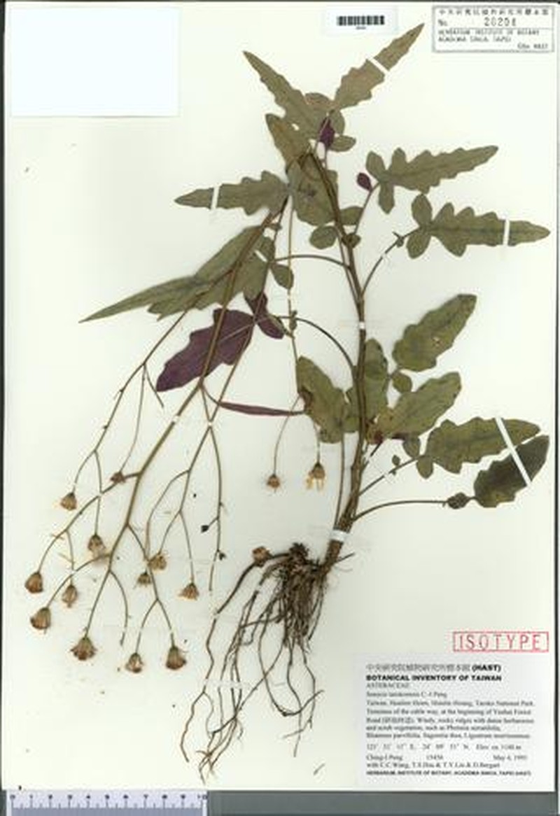 Jacobaea tarokoensis photo 4