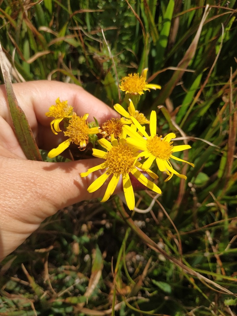 Jacobaea taurica photo 2