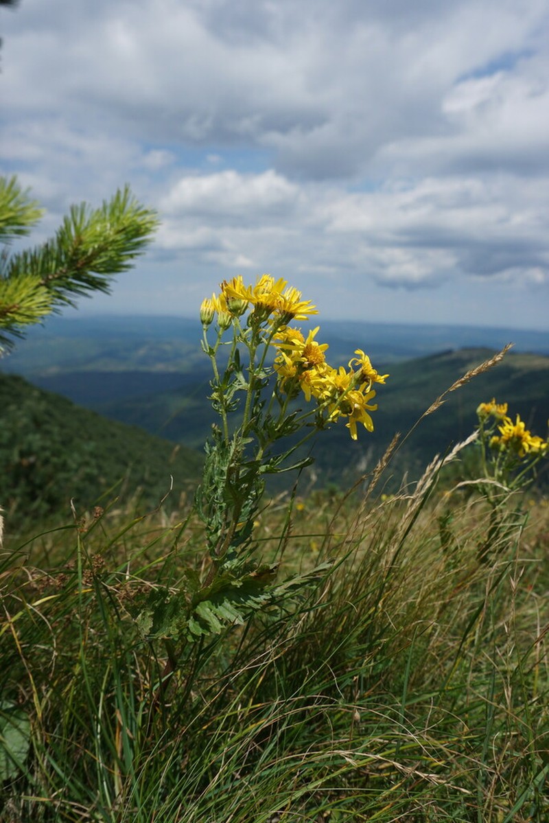Jacobaea taurica photo 4