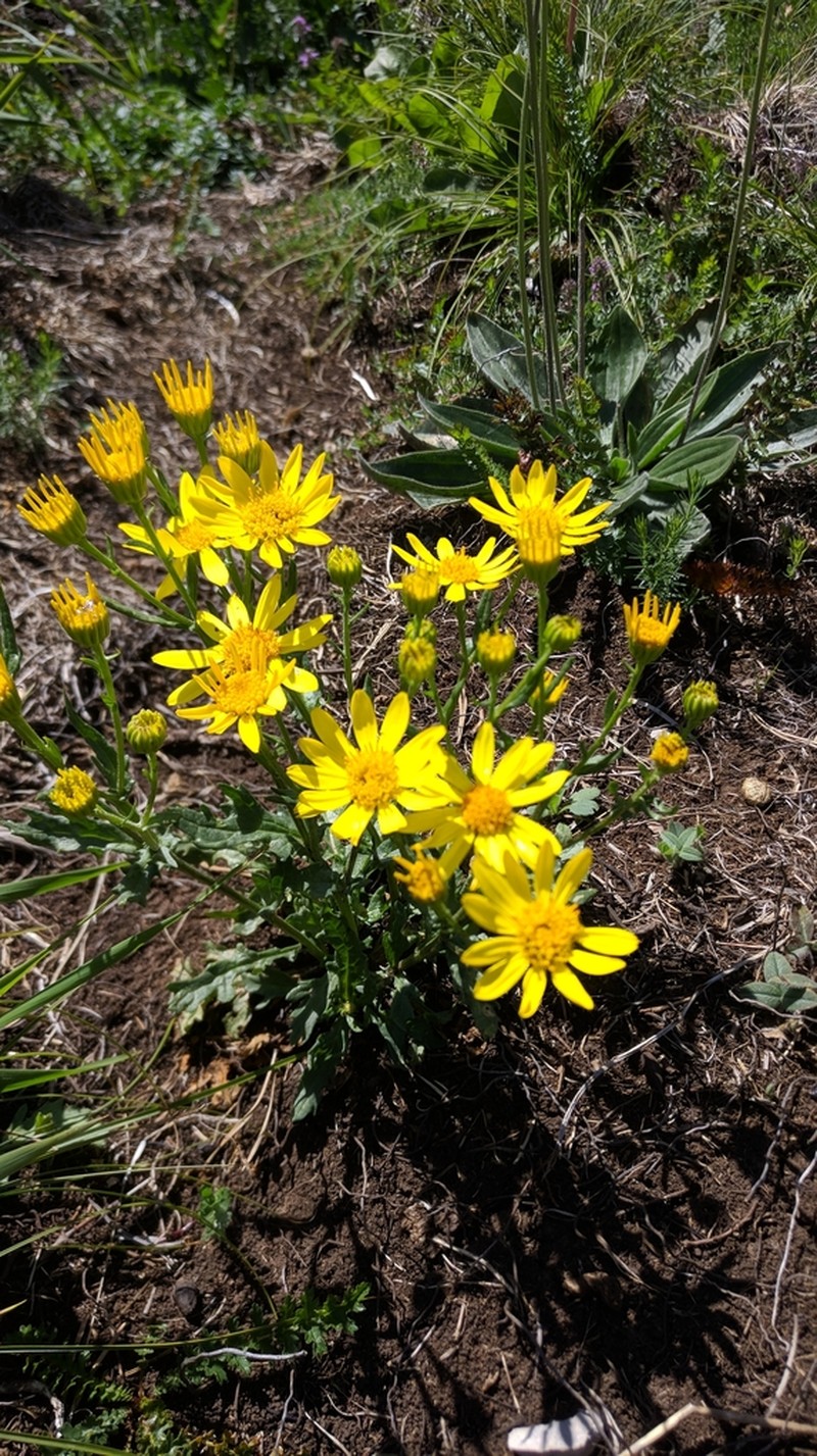Jacobaea taurica photo 5