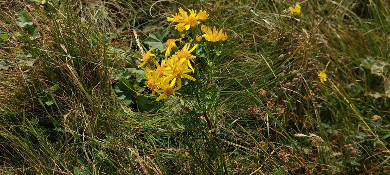 Jacobaea taurica photo 7