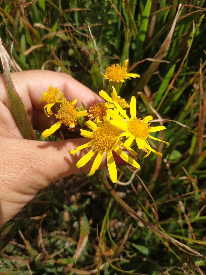 Jacobaea taurica photo 8