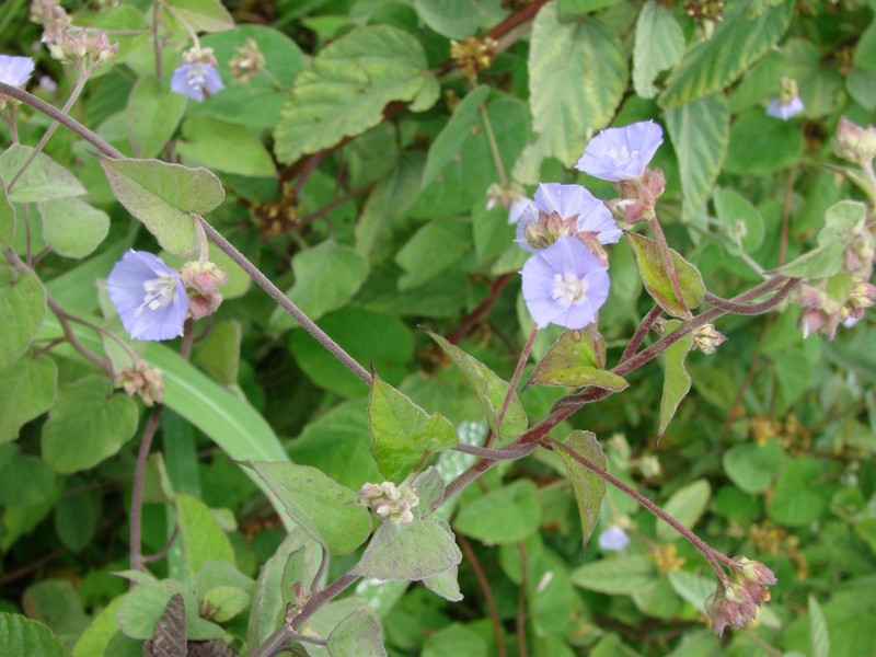 Midnightblue Clustervine photo 4