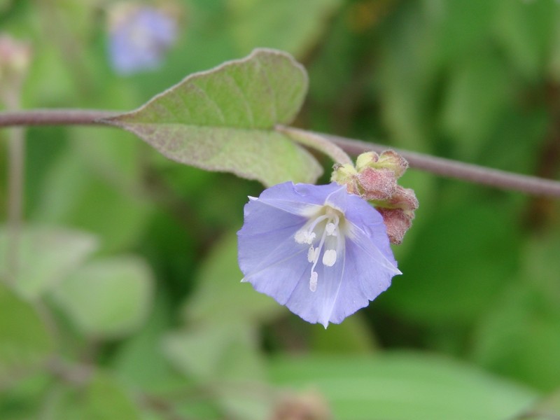 Midnightblue Clustervine photo 3