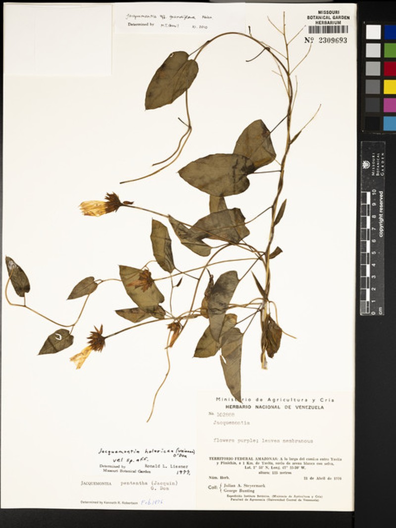 Jacquemontia austiniana
