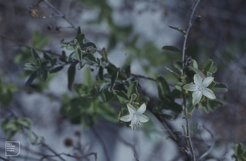 Sandyplain Clustervine