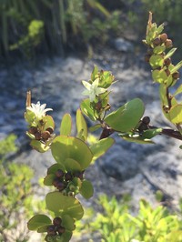 Sandyplain Clustervine