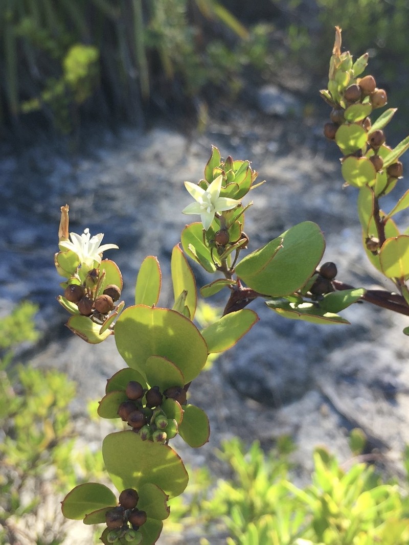 Sandyplain Clustervine