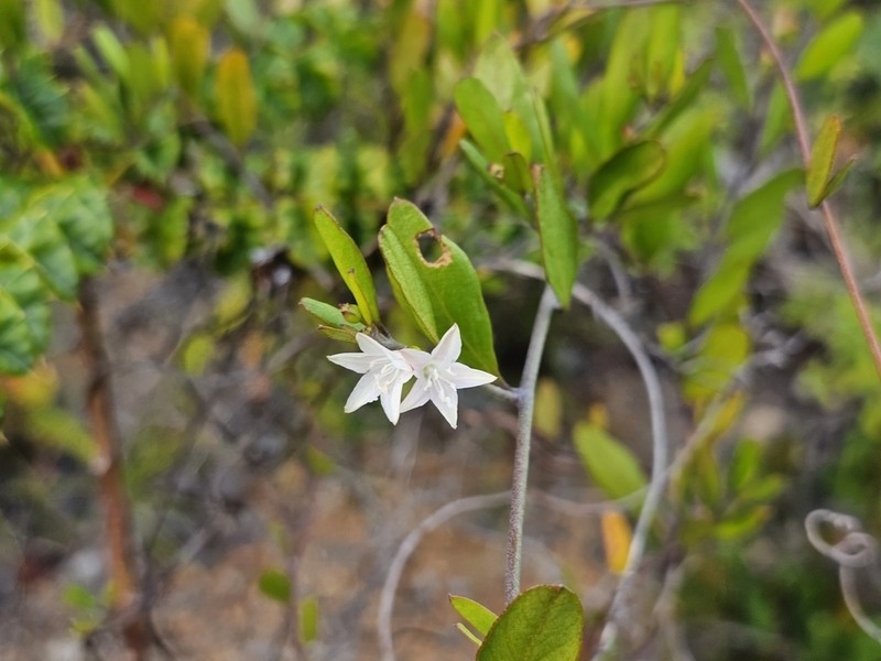Sandyplain Clustervine photo 3