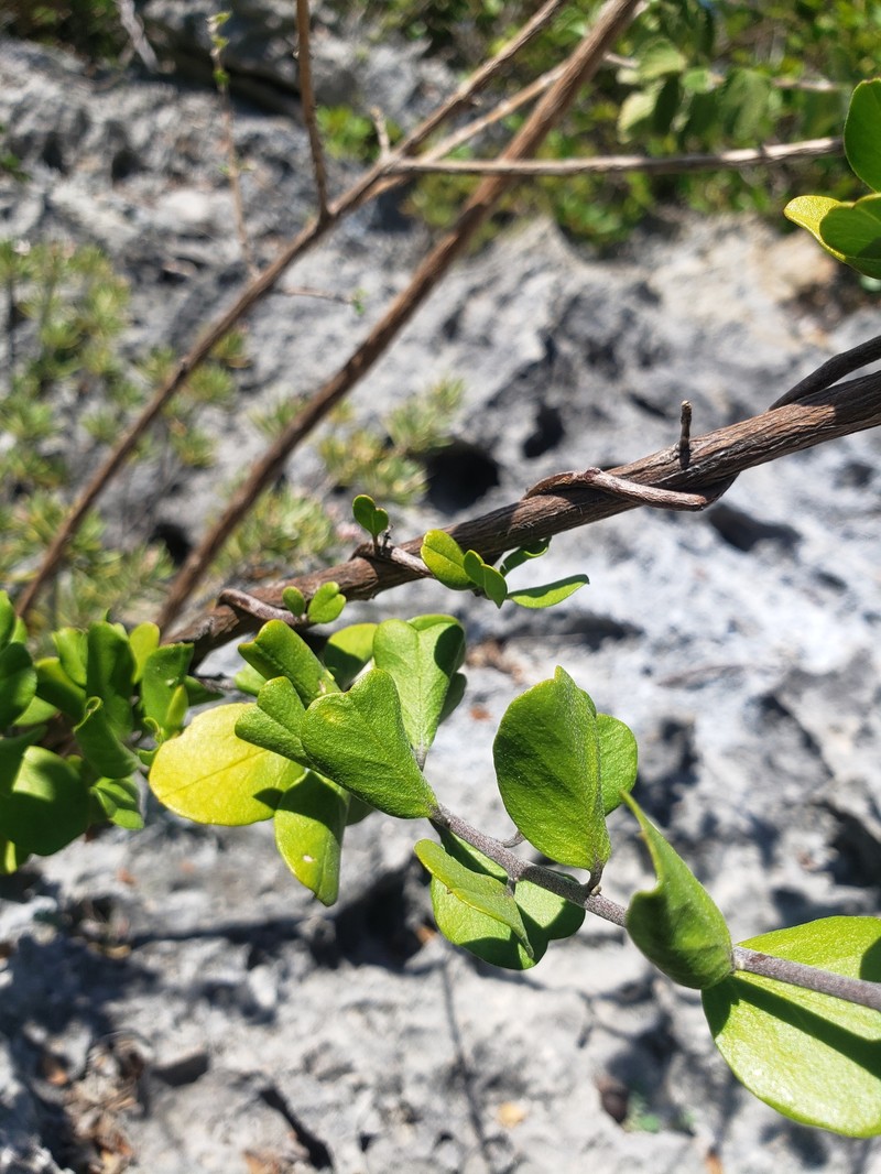 Sandyplain Clustervine photo 4