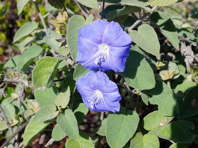 Thicket Clustervine