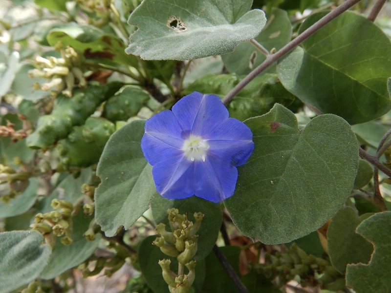 Thicket Clustervine photo 2