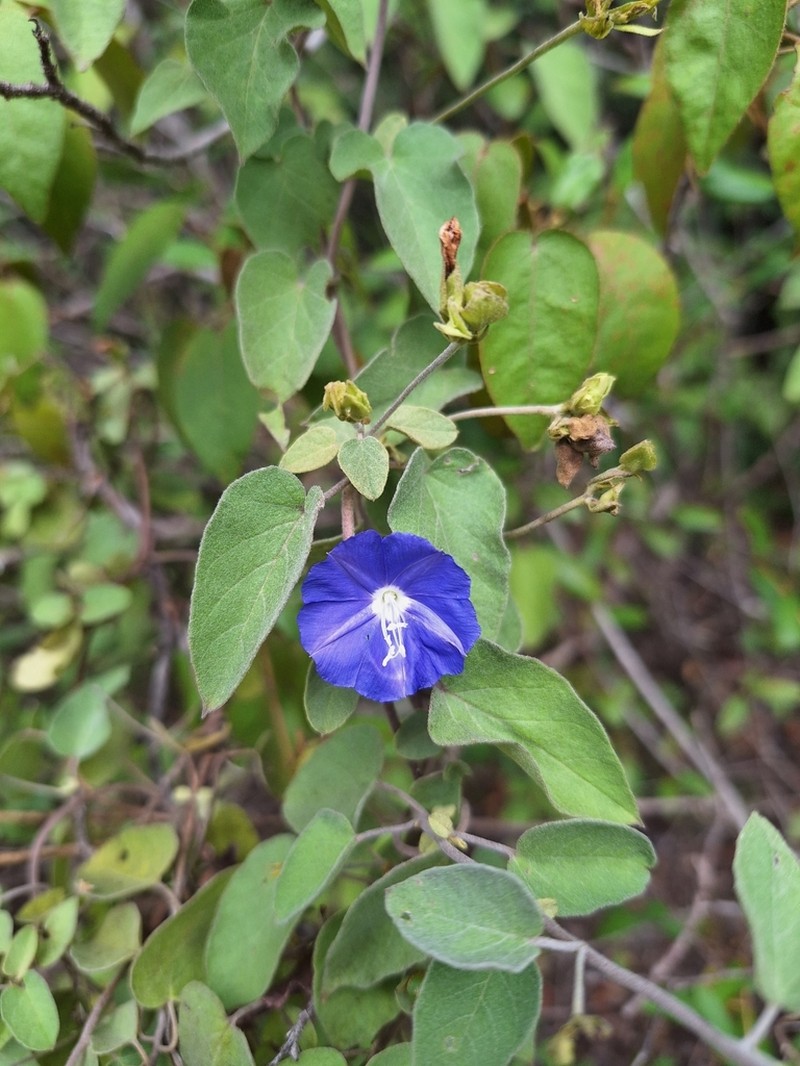 Thicket Clustervine photo 4