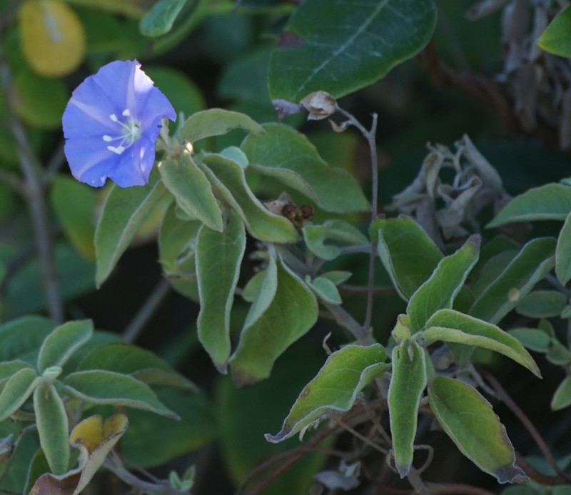 Thicket Clustervine photo 5