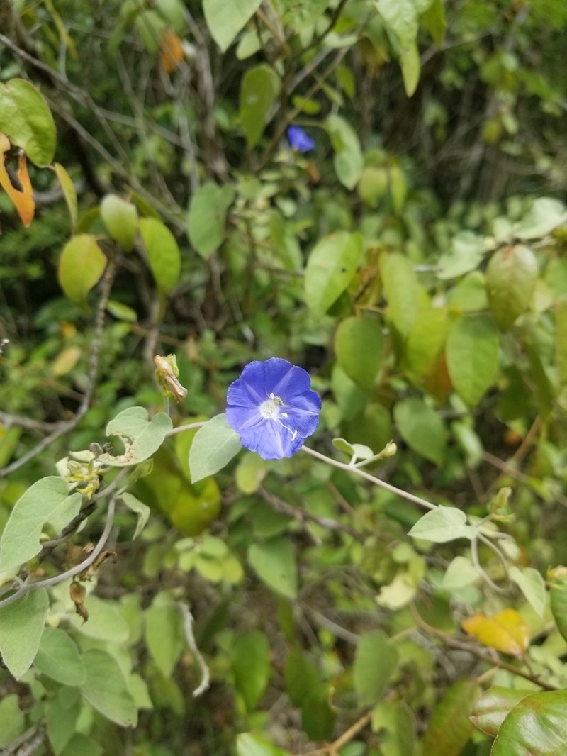 Thicket Clustervine photo 7
