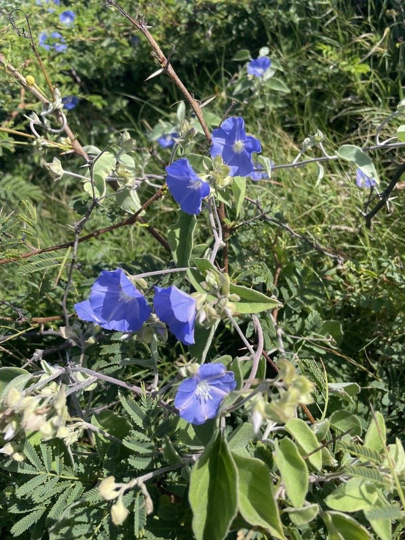 Thicket Clustervine photo 8