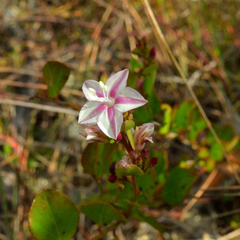 Pineland Clustervine