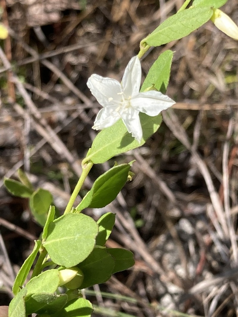 Pineland Clustervine photo 2