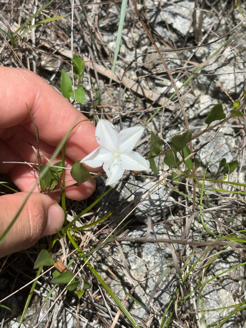 Pineland Clustervine photo 3