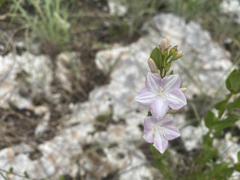 Pineland Clustervine photo 4