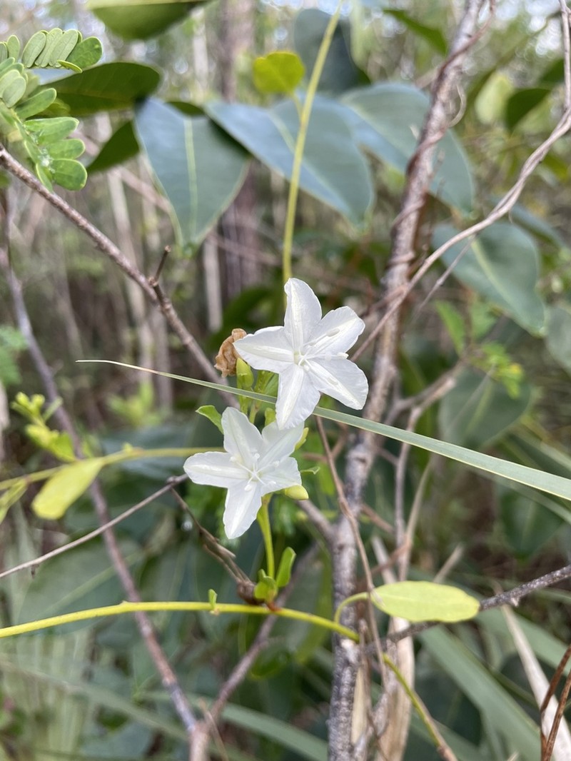 Pineland Clustervine photo 5