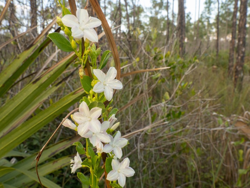Pineland Clustervine photo 6