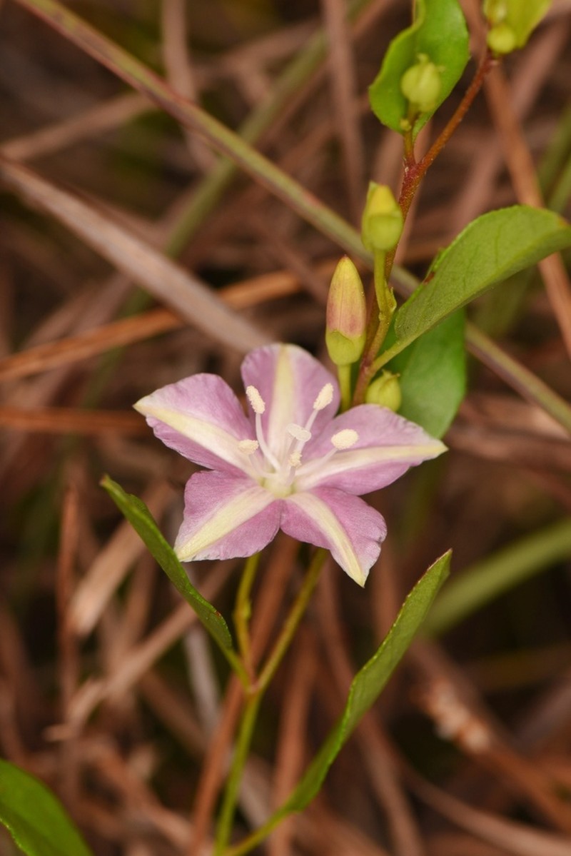 Pineland Clustervine photo 7