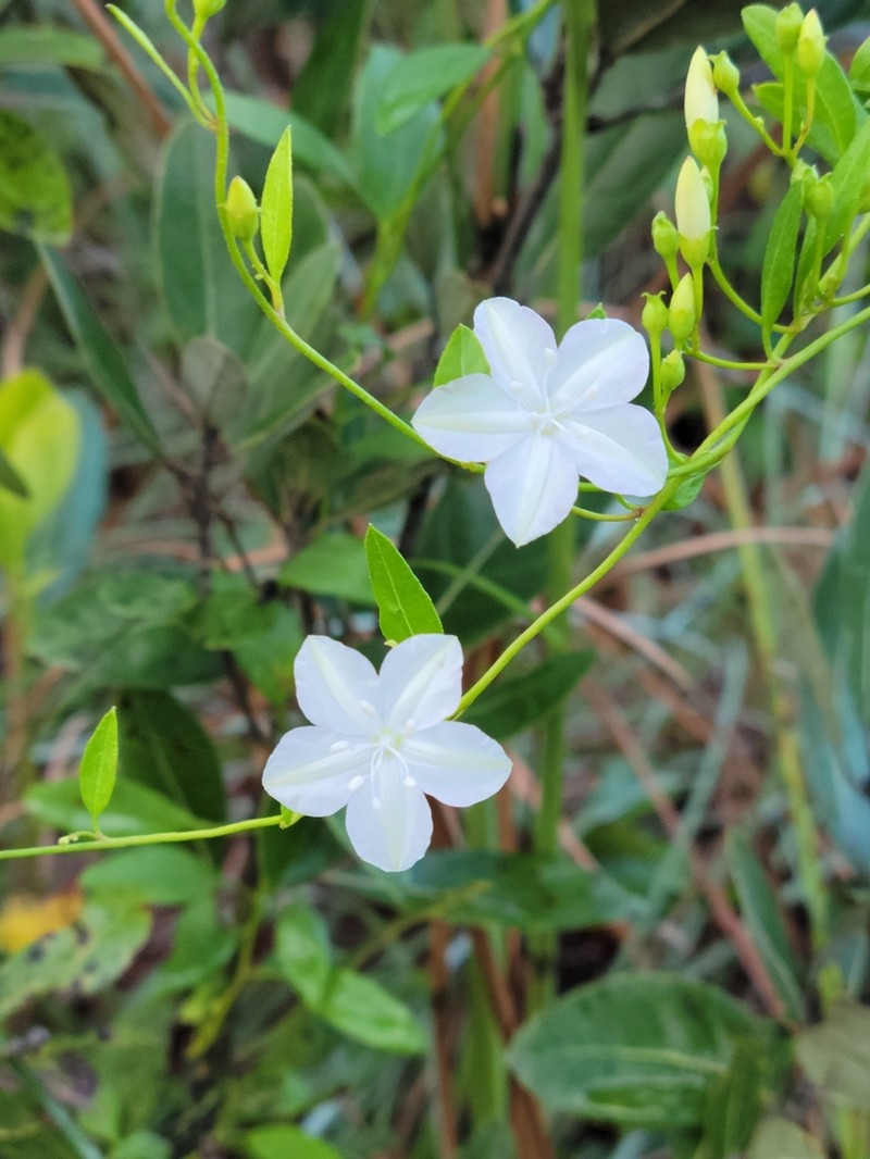 Pineland Clustervine photo 8