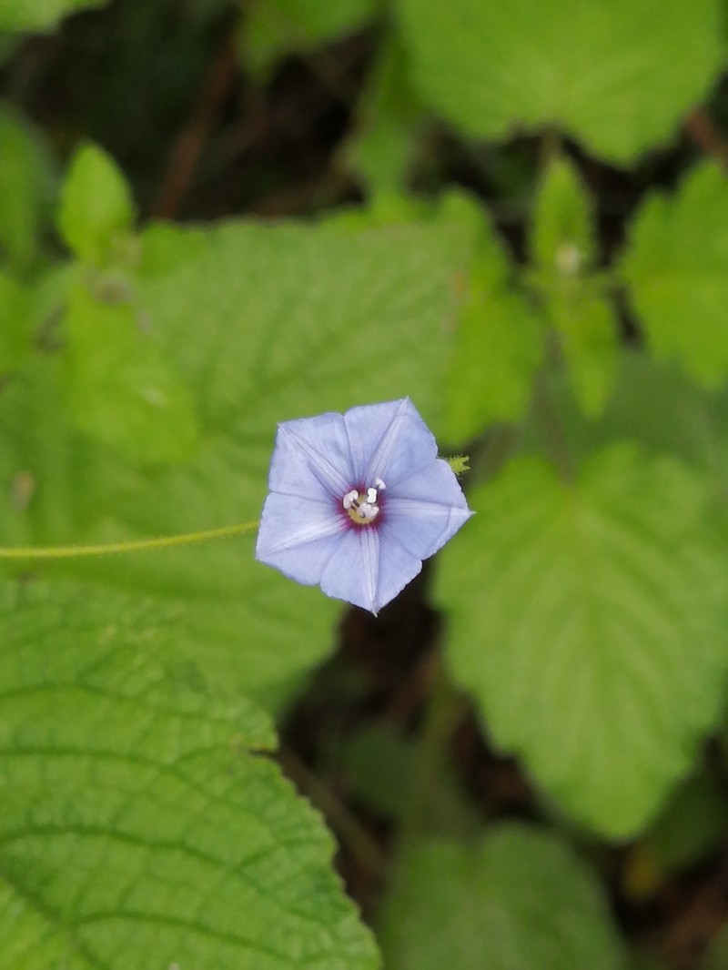 Midnightblue Clustervine