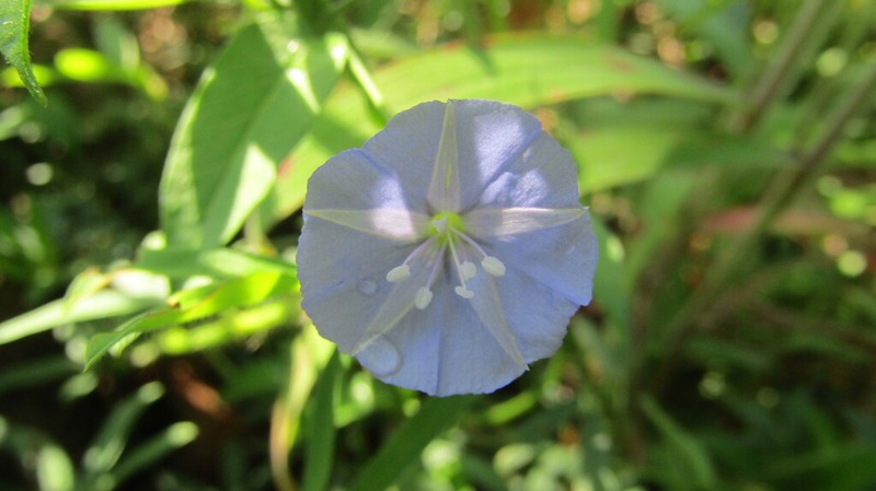 Midnightblue Clustervine photo 2