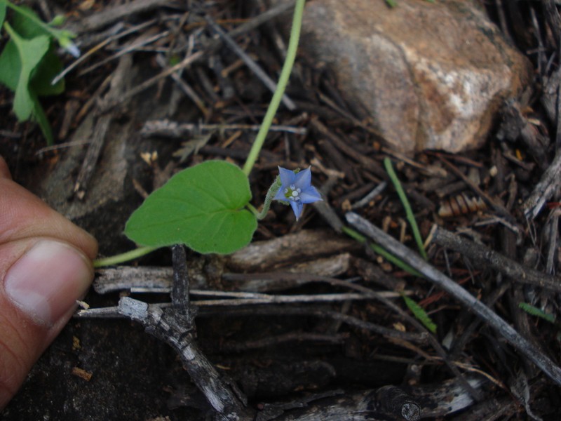 Midnightblue Clustervine photo 3