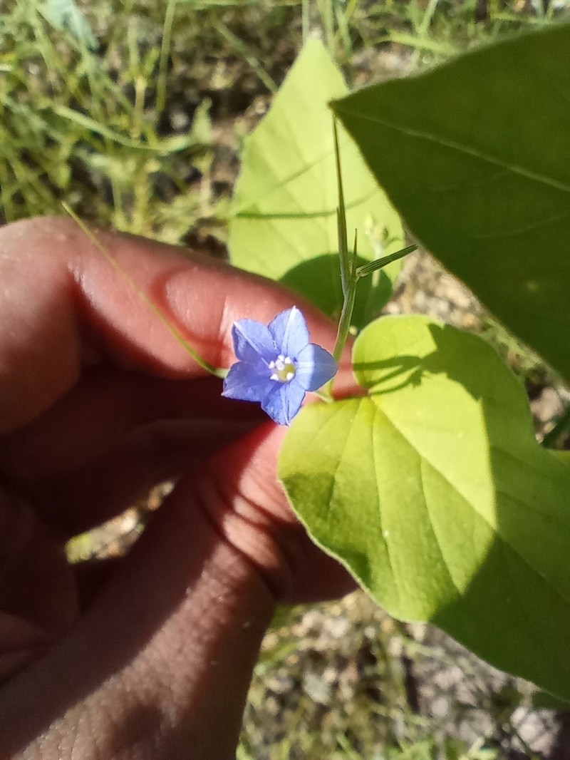 Midnightblue Clustervine photo 4