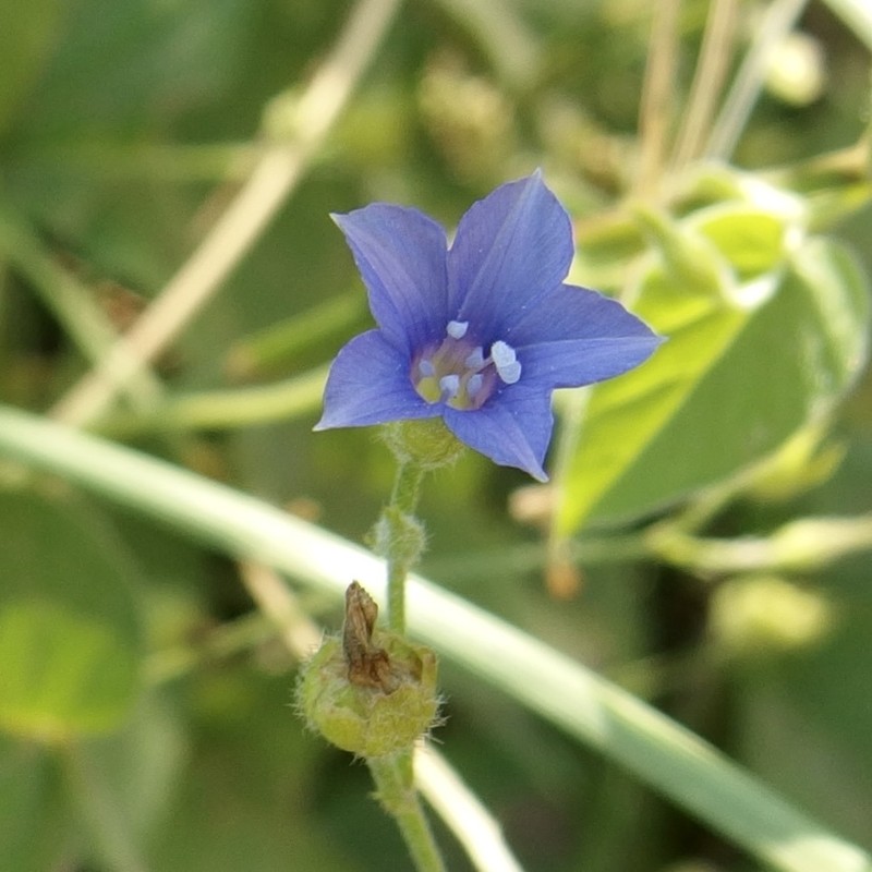 Midnightblue Clustervine photo 5