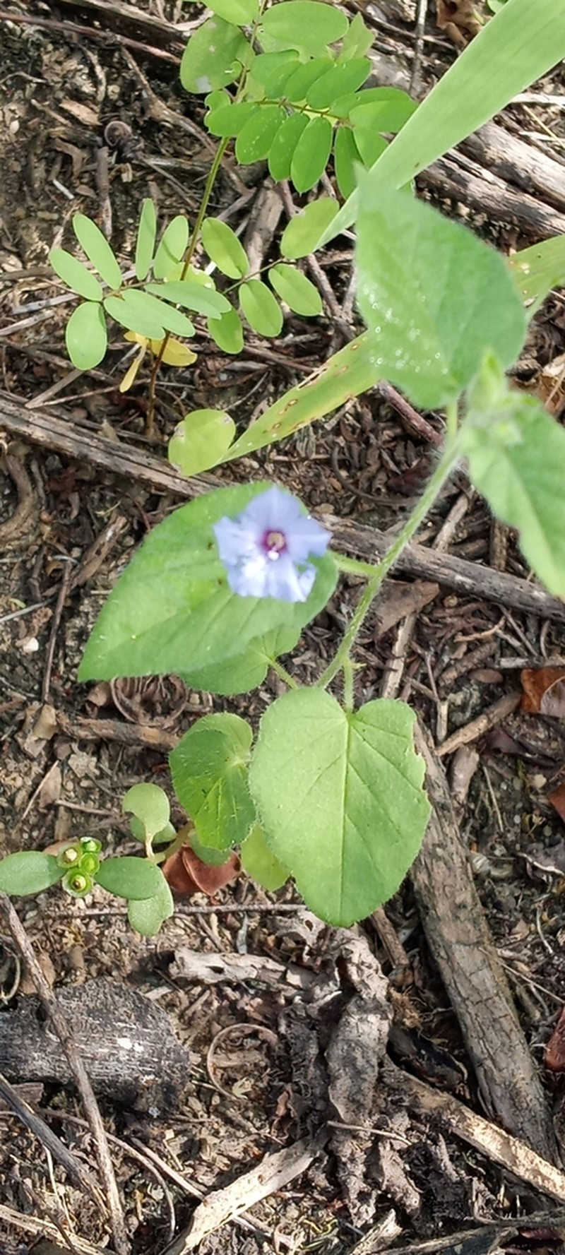 Midnightblue Clustervine photo 6