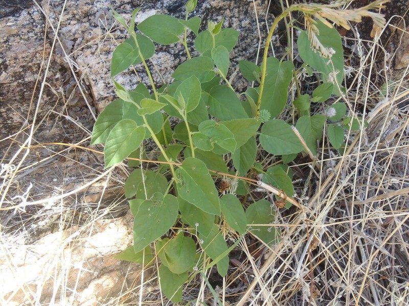 Midnightblue Clustervine photo 7