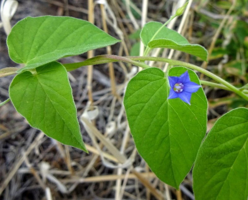 Midnightblue Clustervine photo 8