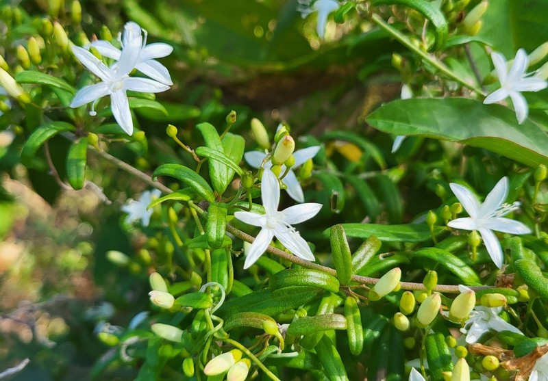 Havana Clustervine