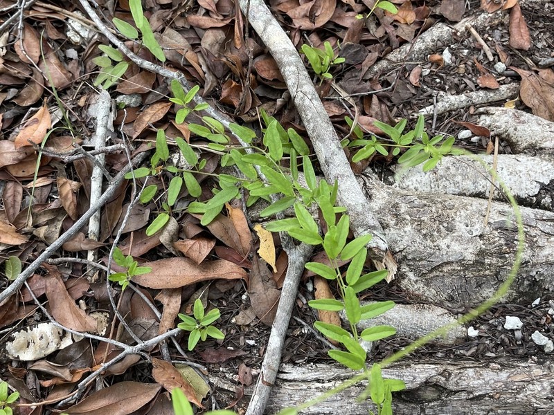 Havana Clustervine photo 2