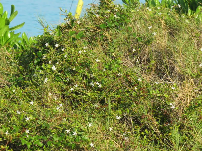Havana Clustervine photo 3