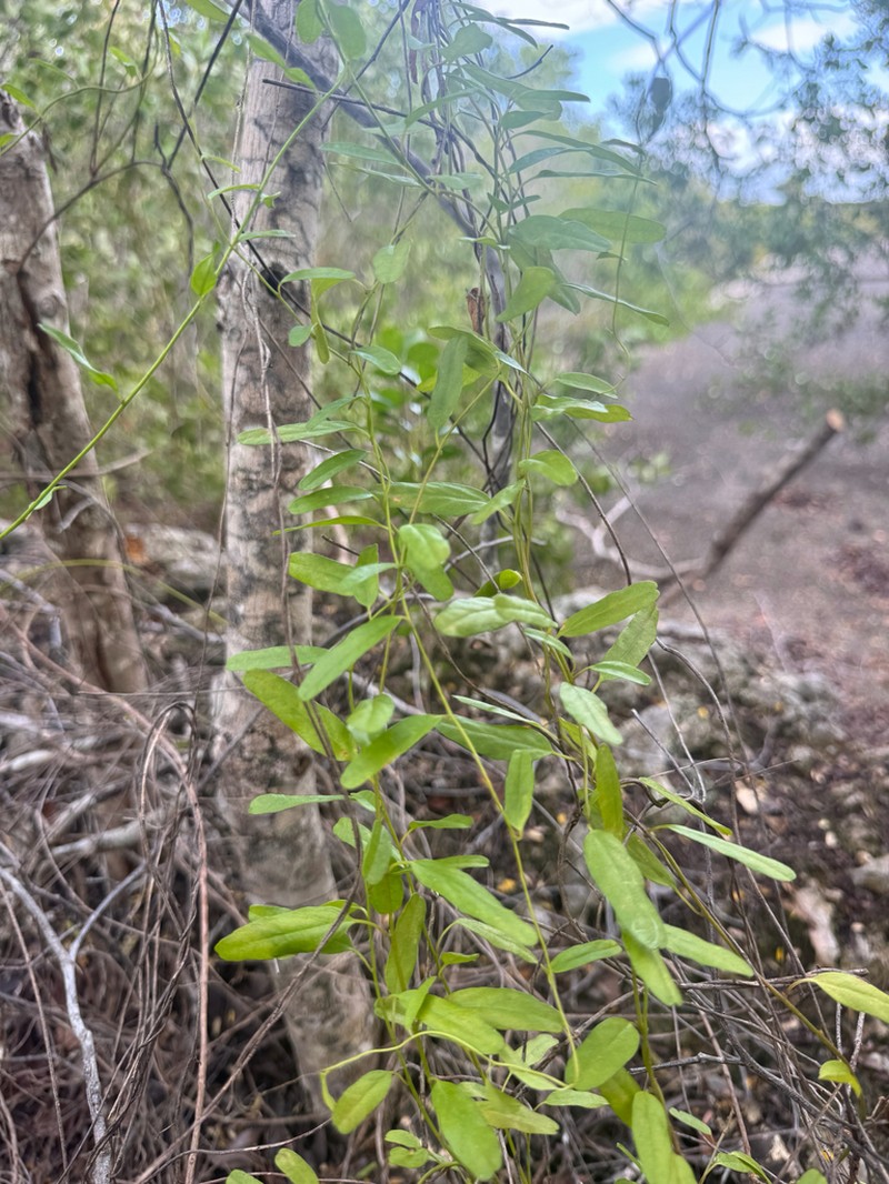 Havana Clustervine photo 5